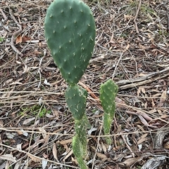 Opuntia stricta (Common Prickly Pear) at Crace, ACT - Yesterday by SteveBorkowskis