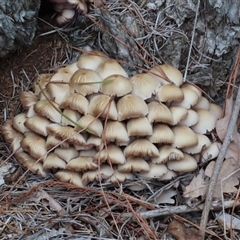 Unverified Cap on a stem; gills below cap [mushrooms or mushroom-like] at Yarralumla, ACT - Yesterday by SandraH