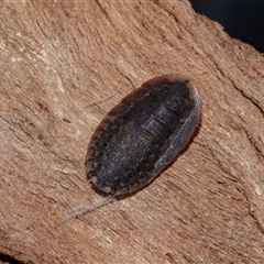 Laxta sp. (genus) (Bark cockroach) at Acton, ACT - 20 Jun 2025 by AlisonMilton