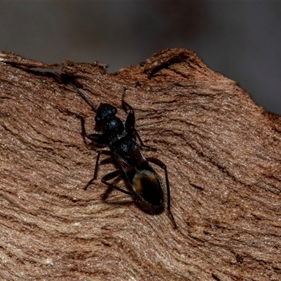 Daerlac cephalotes (Ant Mimicking Seedbug) at Acton, ACT - 20 Jun 2025 by AlisonMilton