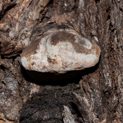 Unverified Shelf-like to hoof-like & usually on wood at Acton, ACT - 20 Jun 2025 by AlisonMilton