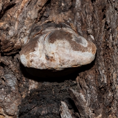 Unverified Shelf-like to hoof-like & usually on wood at Acton, ACT - 20 Jun 2025 by AlisonMilton