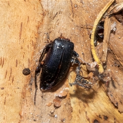 Unverified Darkling beetle (Tenebrionidae) at Acton, ACT - 20 Jun 2025 by AlisonMilton