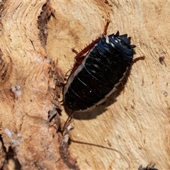 Platyzosteria similis at Acton, ACT - 20 Jun 2025 by AlisonMilton