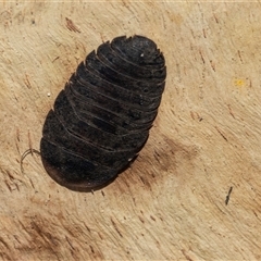 Laxta granicollis at Acton, ACT - 20 Jun 2025 by AlisonMilton