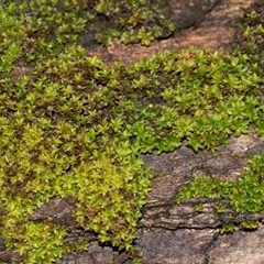 Unverified Moss, Liverwort or Hornwort at Acton, ACT - 20 Jun 2025 by AlisonMilton