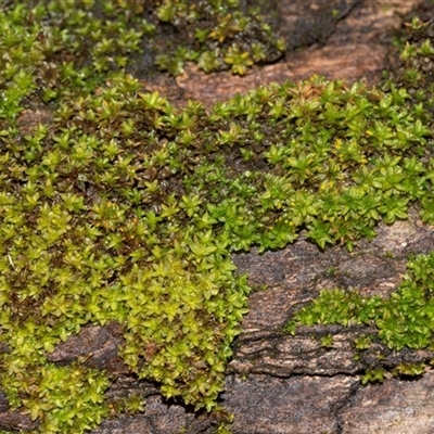 Unverified Moss, Liverwort or Hornwort at Acton, ACT - 20 Jun 2025 by AlisonMilton