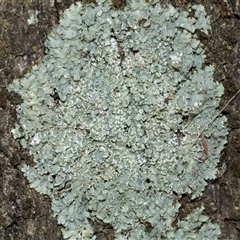 Unverified Lichen at Acton, ACT - 20 Jun 2025 by AlisonMilton