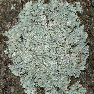 Unverified Lichen at Acton, ACT - 20 Jun 2025 by AlisonMilton
