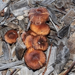Unverified Cap on a stem; gills below cap [mushrooms or mushroom-like] at Acton, ACT - 20 Jun 2025 by AlisonMilton