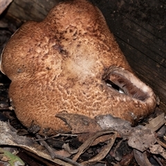 Agaricus sp. (Agaricus) at Acton, ACT - 20 Jun 2025 by AlisonMilton