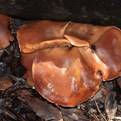 Unverified Cap on a stem; gills below cap [mushrooms or mushroom-like] at Acton, ACT - 20 Jun 2025 by AlisonMilton