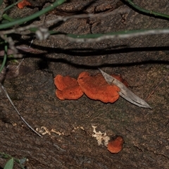 Trametes coccinea (Scarlet Bracket) at Acton, ACT - 20 Jun 2025 by AlisonMilton