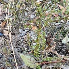 Bursaria spinosa (Native Blackthorn, Sweet Bursaria) at Denman Prospect, ACT - 30 Jun 2025 by Jennybach
