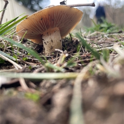 Agarics at Bruce, ACT - Yesterday by Dora