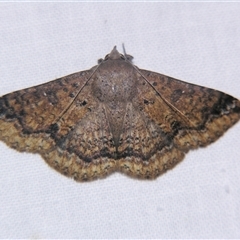 Ericeia inangulata (Sober Tabby (Erebinae) at Abergowrie, QLD - 21 Oct 2008 by PJH123