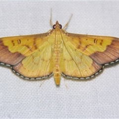 Meroctena staintonii (A Crambid moth (Spilomelinae) at Abergowrie, QLD - 21 Oct 2008 by PJH123