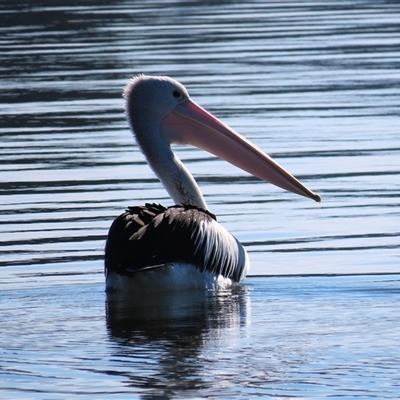 Pelecanus conspicillatus (Australian Pelican) at Yarralumla, ACT - 14 Jun 2025 by AndyRoo