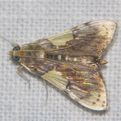 Rehimena cissophora (A Crambid moth (Spilomelinae) at Abergowrie, QLD - 21 Oct 2008 by PJH123