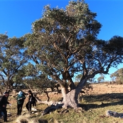 Eucalyptus dives (Broad-leaved Peppermint) at Mulloon, NSW - 20 Jun 2025 by AndyRoo
