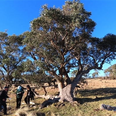 Eucalyptus dives (Broad-leaved Peppermint) at Mulloon, NSW - 20 Jun 2025 by AndyRoo