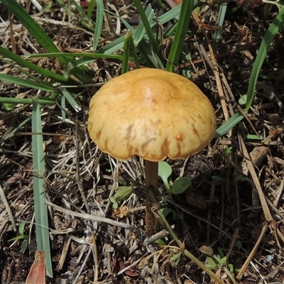 ?Test species (Test species) at Conder, ACT - 18 Feb 2020 by MichaelBedingfield
