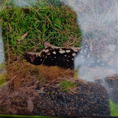 Dasyurus maculatus (Spotted-tailed Quoll) at Deer Vale, NSW - 1 Jul 2025 by jason_john
