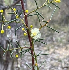 Acacia ulicifolia at Gundary, NSW - 15 Jul 2024 by JaneR