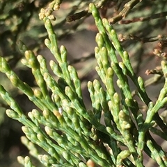 Callitris endlicheri at Crowther, NSW - 3 Jul 2025 09:24 AM