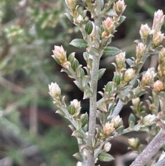 Mirbelia oxylobioides at Gundary, NSW - 15 Jul 2024 by JaneR