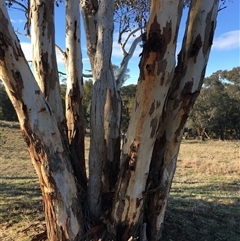 Eucalyptus blakelyi at Crowther, NSW - 3 Jul 2025 09:17 AM