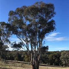 Eucalyptus blakelyi at Crowther, NSW - 3 Jul 2025 09:17 AM