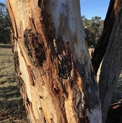 Eucalyptus blakelyi at Crowther, NSW - 3 Jul 2025 09:17 AM