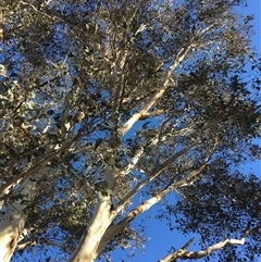 Eucalyptus blakelyi at Crowther, NSW - 3 Jul 2025 09:17 AM