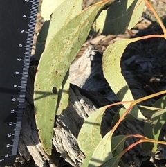 Eucalyptus bridgesiana at Crowther, NSW - 3 Jul 2025 by Frecko