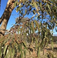 Eucalyptus bridgesiana at Crowther, NSW - 3 Jul 2025 by Frecko