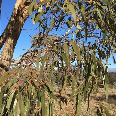 Eucalyptus bridgesiana at Crowther, NSW - 3 Jul 2025 by Frecko