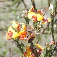 Apis mellifera (European honey bee) at Kowen, ACT - 26 Oct 2024 by MichaelBedingfield