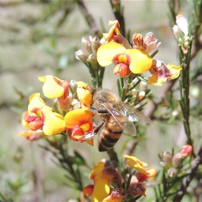 Apis mellifera (European honey bee) at Kowen, ACT - 26 Oct 2024 by MichaelBedingfield
