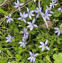 Isotoma fluviatilis subsp. australis (Swamp Isotome) at Tharwa, ACT - 11 Feb 2022 by JaneR