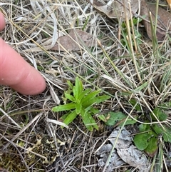 Epilobium billardiereanum at Rendezvous Creek, ACT - 14 Sep 2024 by JamesVandersteen