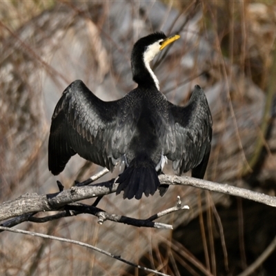 Microcarbo melanoleucos (Little Pied Cormorant) at Evatt, ACT - Yesterday by Thurstan
