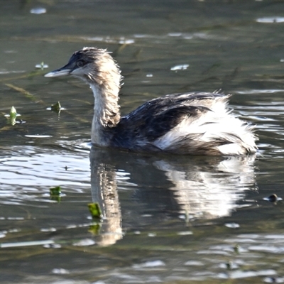 Poliocephalus poliocephalus (Hoary-headed Grebe) at Belconnen, ACT - 3 Jul 2025 by Thurstan