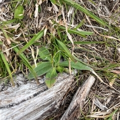 Unverified Plant at Rendezvous Creek, ACT - 12 Sep 2024 by JamesVandersteen