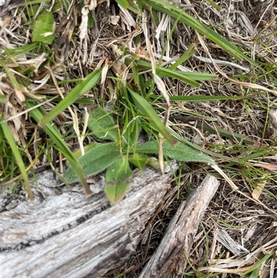Unverified Plant at Rendezvous Creek, ACT - 12 Sep 2024 by JamesVandersteen