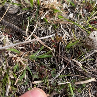 Trifolium arvense at Rendezvous Creek, ACT - 12 Sep 2024 by JamesVandersteen