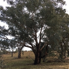 Eucalyptus bridgesiana at Crowther, NSW - 3 Jul 2025 by Frecko