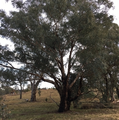 Eucalyptus bridgesiana at Crowther, NSW - 3 Jul 2025 by Frecko