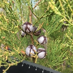 Callitris endlicheri at Crowther, NSW - 3 Jul 2025 by Frecko