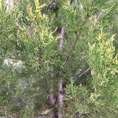 Callitris endlicheri at Crowther, NSW - 3 Jul 2025 08:19 AM